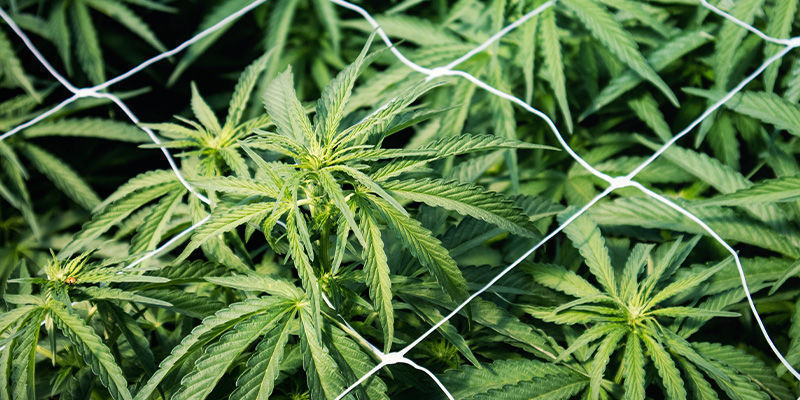 Venyvien kannabiskasvien korjaaminen/tukeminen: ristikkoverkot