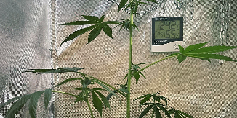 Miksi kannabiskasvien venyminen on haitallista