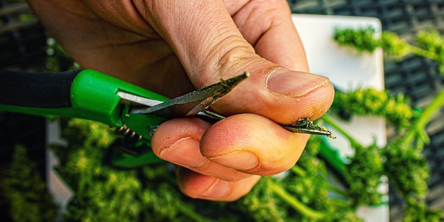 Yhteenvetona Mitä tehdä tahmeille kannabissormille - yhteenveto