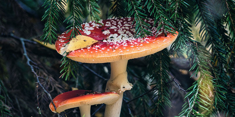 4 tapaa, joilla taikasienet ovat saattaneet vaikuttaa jouluun 4 ways magic mushrooms have potentially influenced Christmas