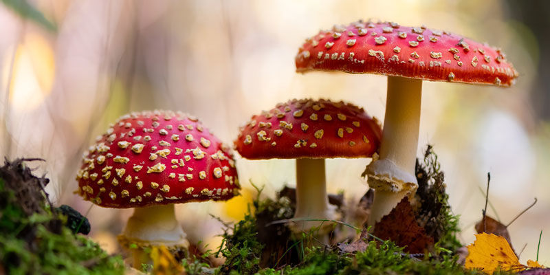 Mikä on Amanita muscaria (punakärpässieni)? Mikä on Amanita muscaria (punakärpässieni)?