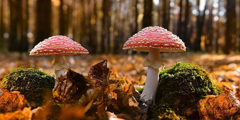 Mistä Amanita muscariaa voi löytää? Where can you find Amanita muscaria?