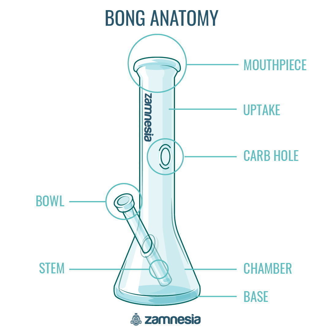 Bongin anatomia