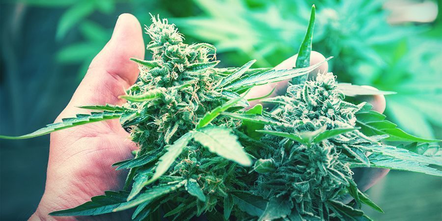 CBD- vai THC-lajikkeet? CBD OR THC STRAINS?