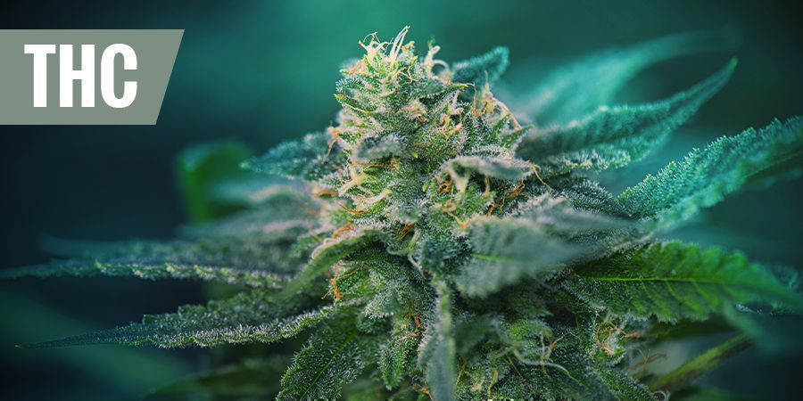 Parhaat THC-lajikkeet kivunlievitykseen PARHAAT THC-LAJIKKEET KIVUNLIEVITYKSEEN