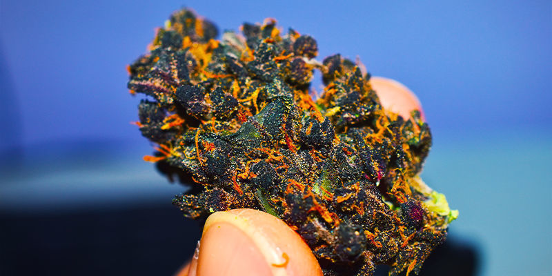 Kukinnot Purppurat kannabiksen kukinnot