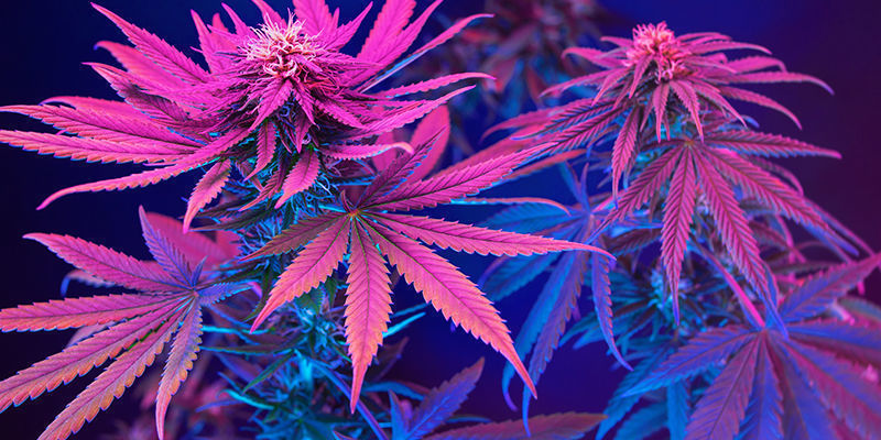 Kuinka et saa kannabistasi muuttumaan violetiksi Kuinka et saa kannabistasi muuttumaan violetiksi