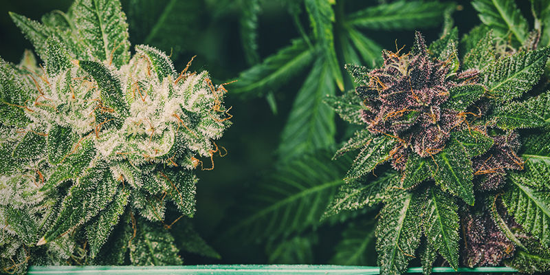 Onko violetti kannabis vahvempaa kuin vihreä? Is Purple Weed More Potent Than Green Weed?
