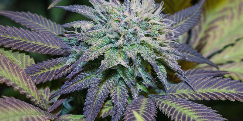 Lehdet Purple Cannabis Leaves