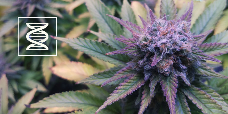Valitse oikea genetiikka Valitse oikea purppuran kannabiksen genetiikka