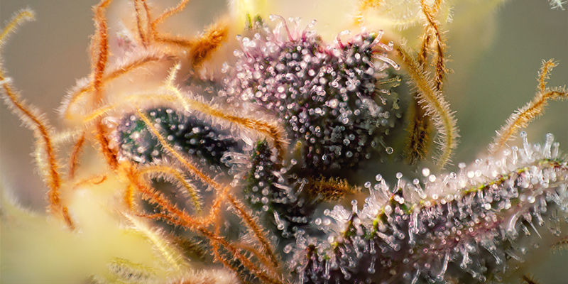 Emit Purple Cannabis Pistils
