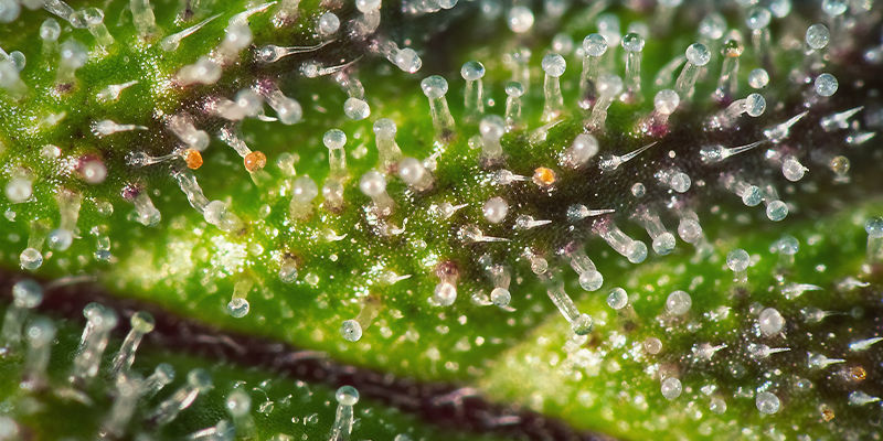 Trikomit Purple Cannabis Trichomes