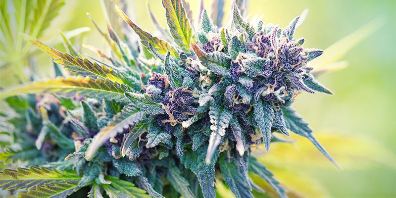 Mitä on purple-kannabis? Mitä on purple-kannabis?