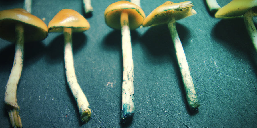 Psilocybe azurescensin kuivaus ja säilytys Psilocybe azurescensin kuivaus ja säilytys