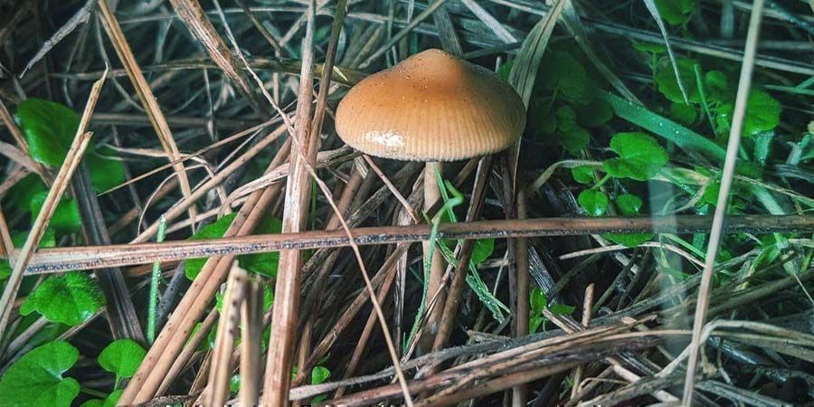 Kuinka Psilocybe azurescens -sieniä kasvatetaan Kuinka Psilocybe azurescens -sieniä kasvatetaan
