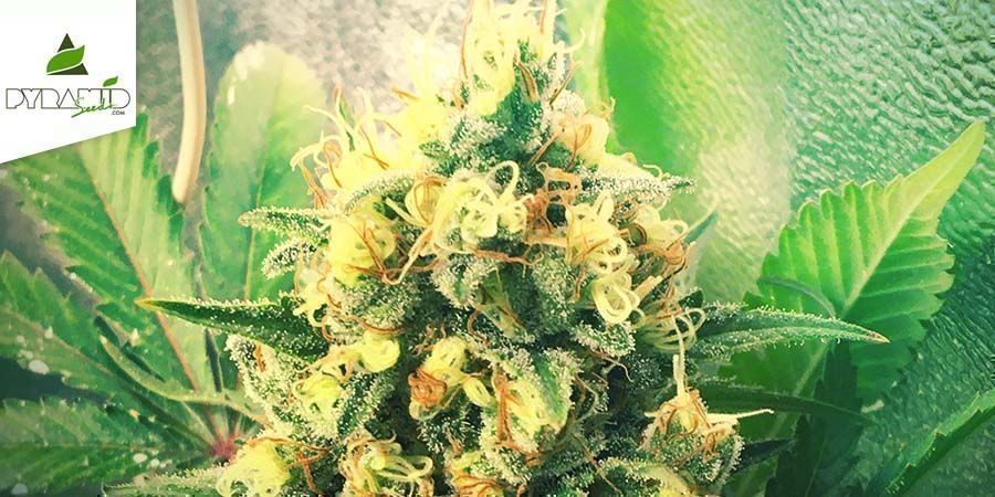 Tutankhamon (Pyramid Seeds)