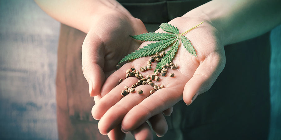 PARHAAT KANNABIKSEN SIEMENET