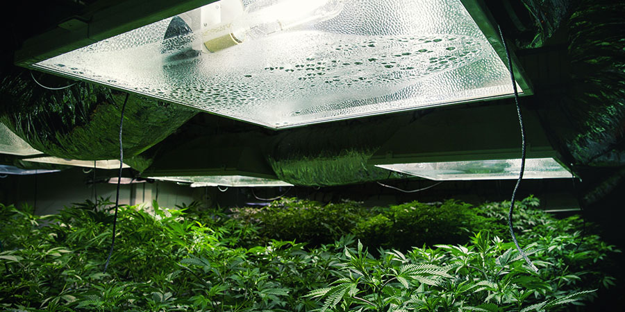 Kannabiksen valot