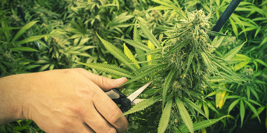 KANNABIKSEN LEIKKAAMINEN JA KOULIMINEN