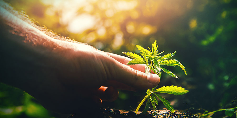 Kannabiksen latvonta ja fimmaus LATVONTA JA FIMMAUS KANNABIS