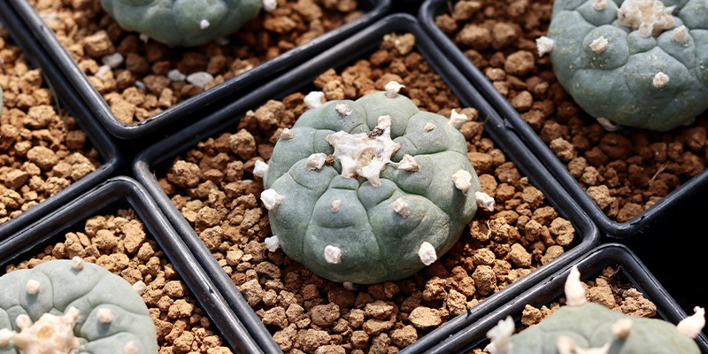 Sisältääkö Lophophora decipiens enemmän meskaliinia kuin williamsii? Sisältääkö Lophophora decipiens enemmän meskaliinia kuin williamsii?