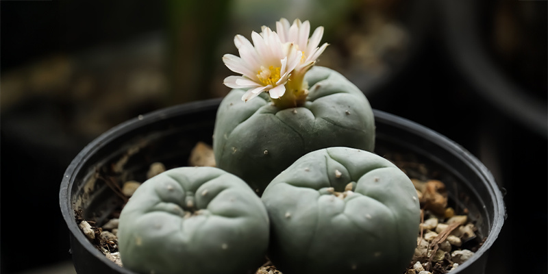Kuinka nopeasti Lophophora decipiens kasvaa? Kuinka nopeasti Lophophora decipiens kasvaa?