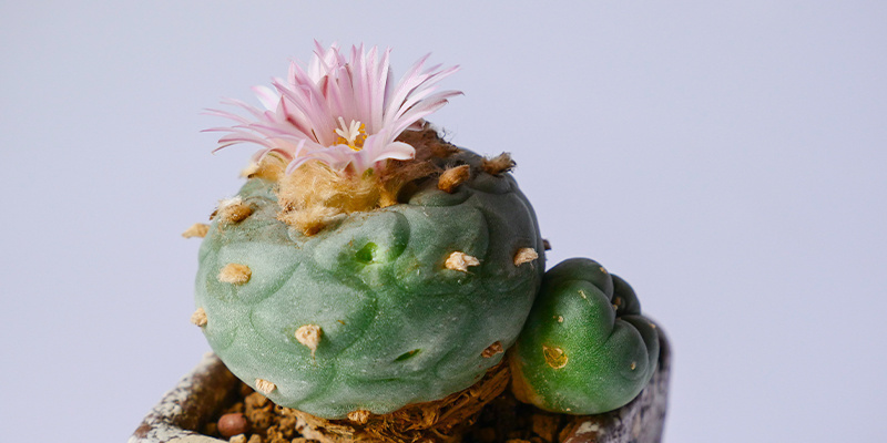 Onko Lophophora decipiensin kasvattaminen laillista? Onko Lophophora decipiensin kasvattaminen laillista?