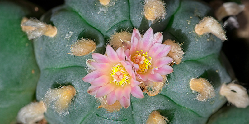 Mikä on Lophophora decipiens? Mikä on Lophophora decipiens?