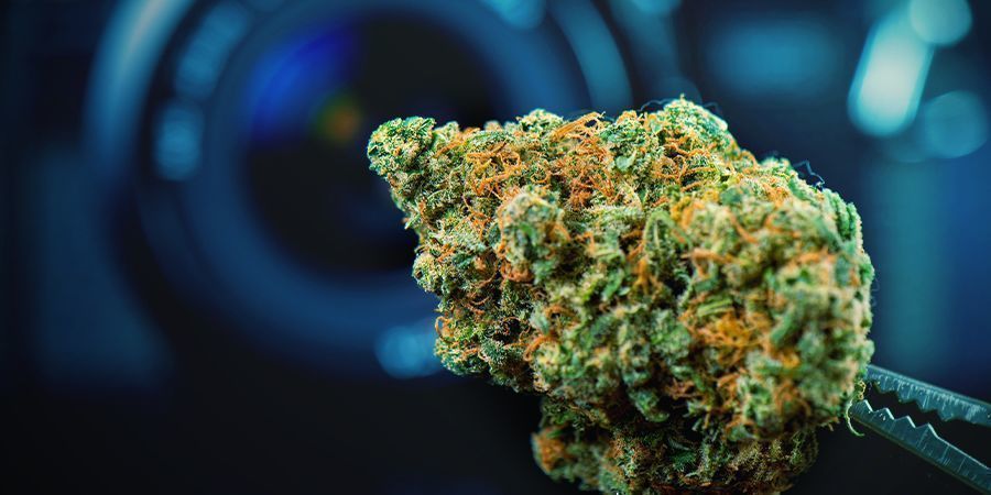 Käytä laadukkaita kukintoja Use Top-Shelf Bud