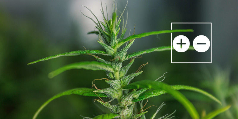 Kannabiksen kukintojen foxtailing: hyvä vai huono? Kannabiksen kukintojen foxtailing: hyvä vai huono?