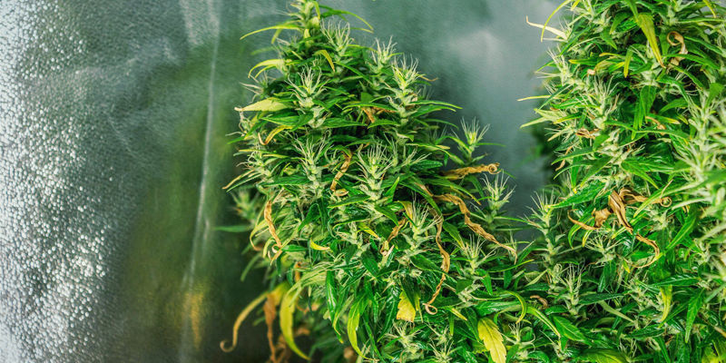 Mitä kannabiksen foxtailing on? What Is Foxtailing Weed?