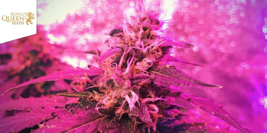 Candy Kush Express – Nopea kukkiminen (Royal Queen Seeds) feminisoidut Candy Kush Express - Fast Flowering (Royal Queen Seeds) Feminized