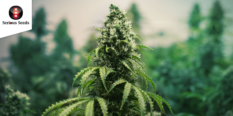 Kali Mist (Serious Seeds) Feminisoidut/tavalliset Kali Mist (Serious Seeds) Feminized/regular