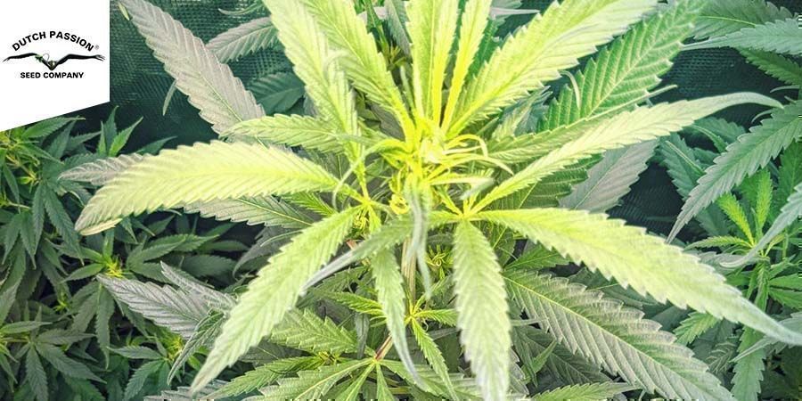 Strawberry Cough (Dutch Passion) feminisoitu Strawberry Cough (Dutch Passion) feminisoitu
