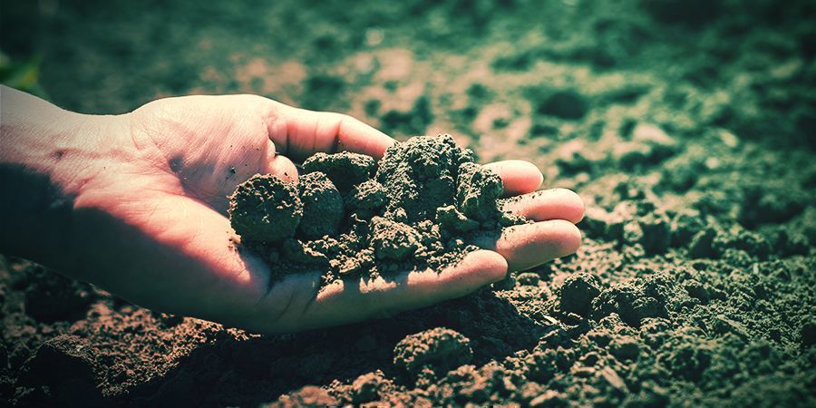 Ilmasto ja maaperä tupakan siemenille Climate And Soil Tabacco Seeds