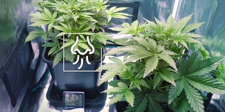 Kannabiksen haju vuotaa teltasta tai kasvatushuoneesta Kannabiksen haju vuotaa teltasta tai kasvatushuoneesta