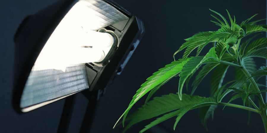 Virheellinen valaistus Ongelmat kannabiksen kukinnan aikana: virheellinen valaistus
