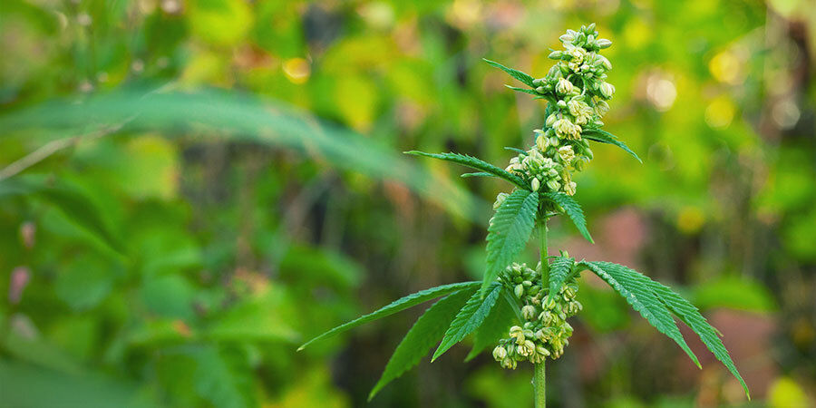 Uroskannabiskasvit pölyttämässä naaraskasveja