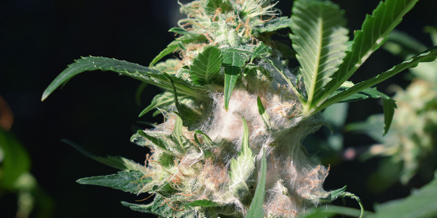 Home kukinnoissa Ongelmia kannabiksen kukinnan aikana: home kukinnoissa