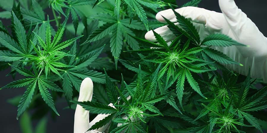 Ravinteiden ja pH:n liioittelu Ongelmia kannabiksen kukinnan aikana: ravinteiden ja pH:n liioittelu