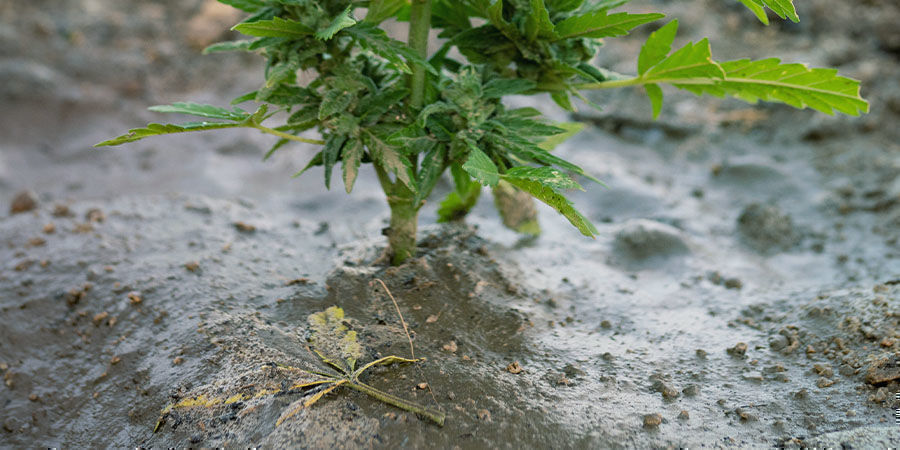 Ongelmia kannabiksen kukinnan aikana: virkistä kasvualusta