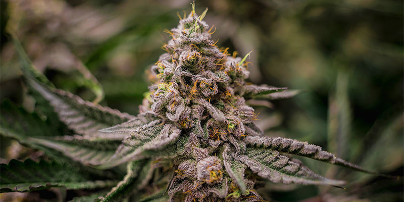 Membrana Hiper Auto (VIP Seeds) Membrana Hiper Auto (VIP Seeds)