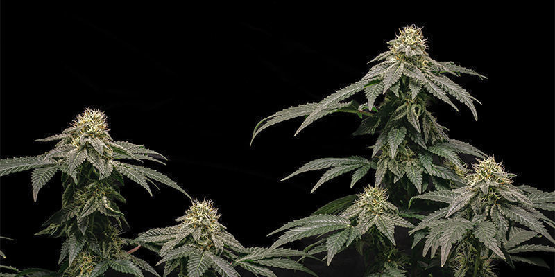 Trainwreck Automatic (Zamnesia Seeds) Trainwreck Automatic (Zamnesia Seeds)