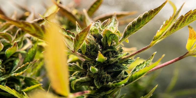 Mikä on autoflower-lajike? Mikä on autoflower-lajike?