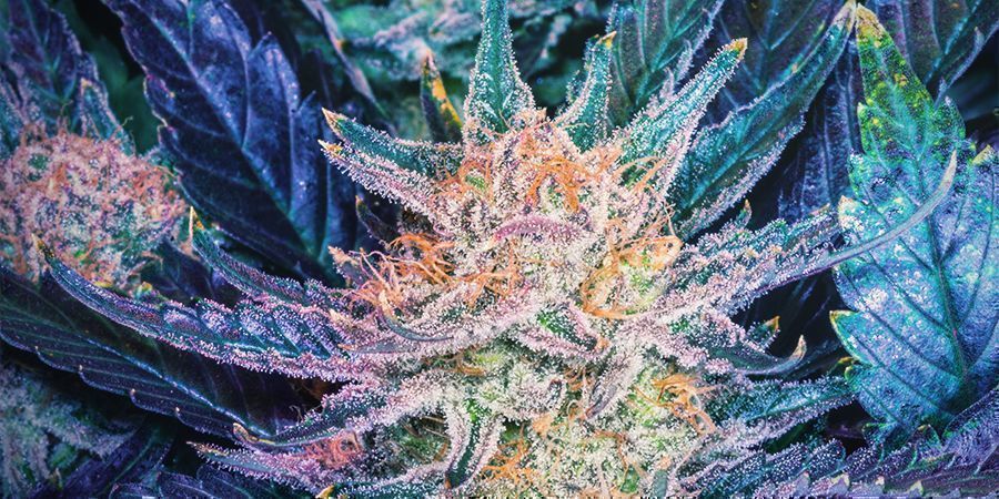 Tietoa Blueberry-kannabiksesta About Blueberry Cannabis
