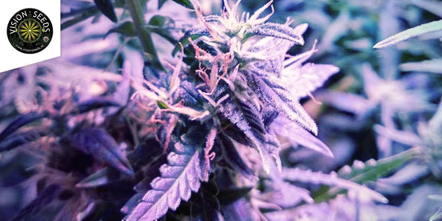Blueberry Bliss Autoflower - Vision Seeds Blueberry Bliss Autoflower - Vision Seeds