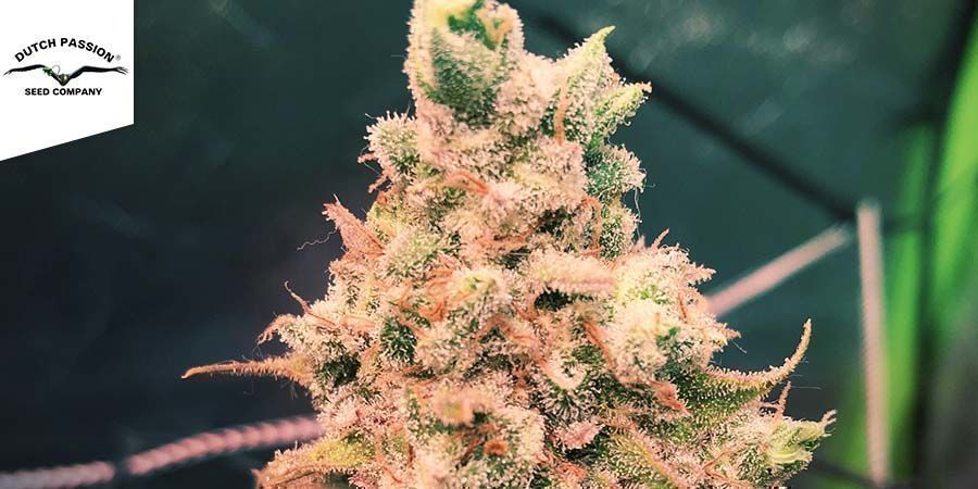 Blueberry – Dutch Passion Blueberry - Dutch Passion