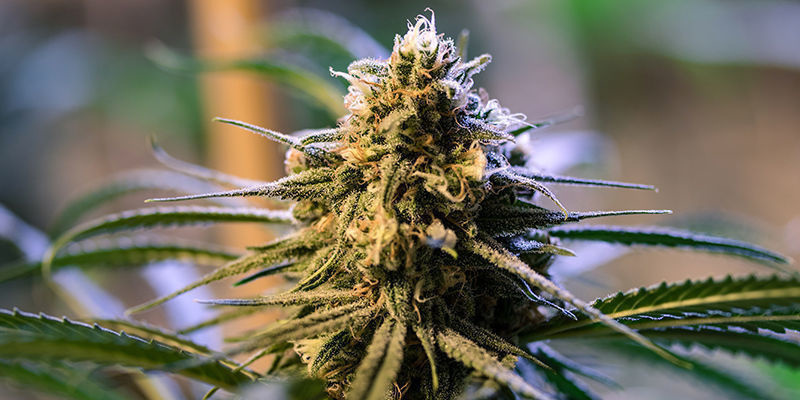Parhaat hybridikannabislajikkeet Parhaat hybridikannabislajikkeet