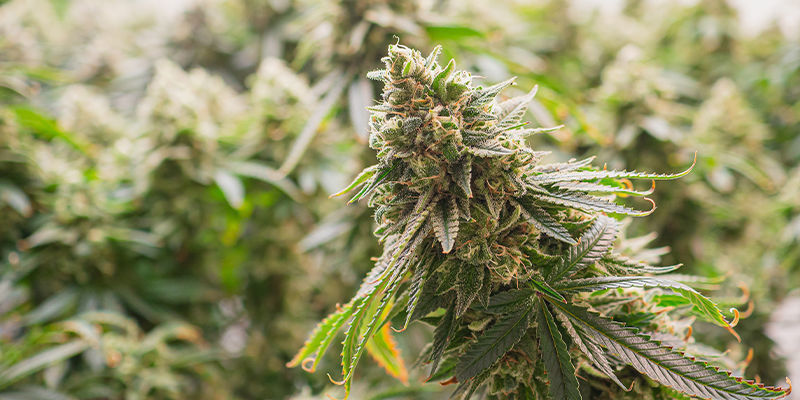 Mitä hybridi-kannabis on? Mitä hybridi-kannabis on?