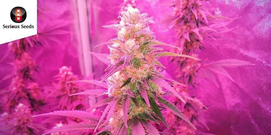 AK-47-kannabis